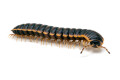 Coromus diaphorus adult